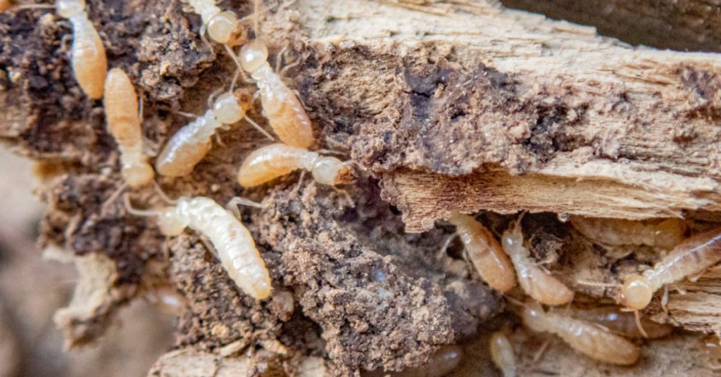 Termites eating wood